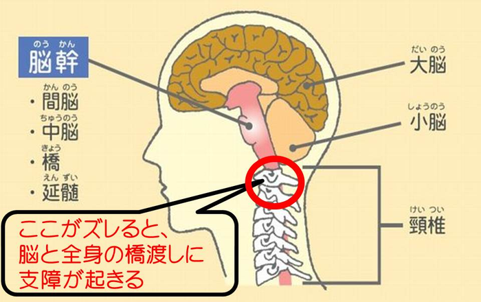脳ー首ー脊髄
